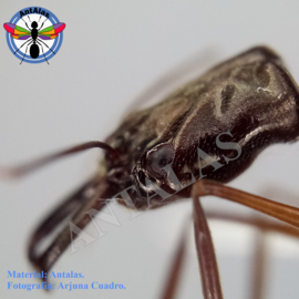 Hormiga Reina Camponotus  Sericeiventris
