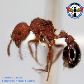 Hormiga Reina Camponotus Coloratus