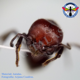 Hormiga Reina Camponotus  Sericeiventris