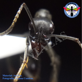 Hormiga Reina Camponotus  Sericeiventris