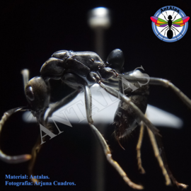 hormiga reina camponotus rosarensis