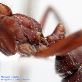 hormiga reina camponotus rosarensis