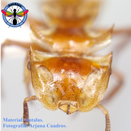 Hormiga Reina Camponotus  Sericeiventris