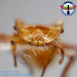 hormiga reina camponotus rosarensis