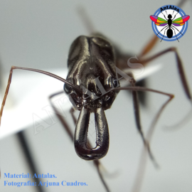 Hormiga Reina Camponotus  Sericeiventris
