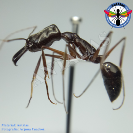Hormiga Reina Camponotus Coloratus