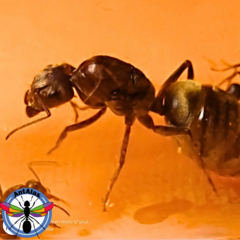 Hormiga Reina Camponotus Rosariensis