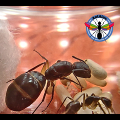 Hormiga Reina Camponotus  Renggeri