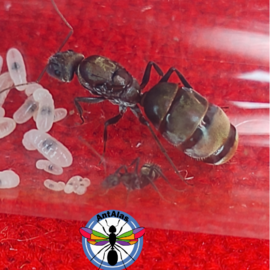 Hormiga Reina Camponotus Rosariensis