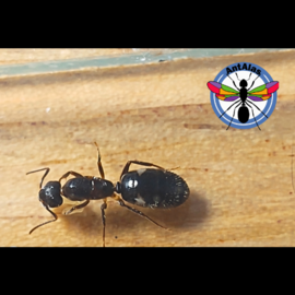 Hormiga Reina Camponotus Sexaguttatus