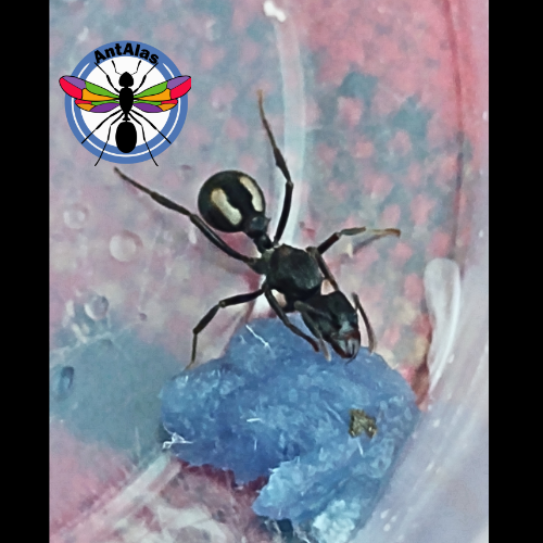 Hormiga Reina Amoimyrmex