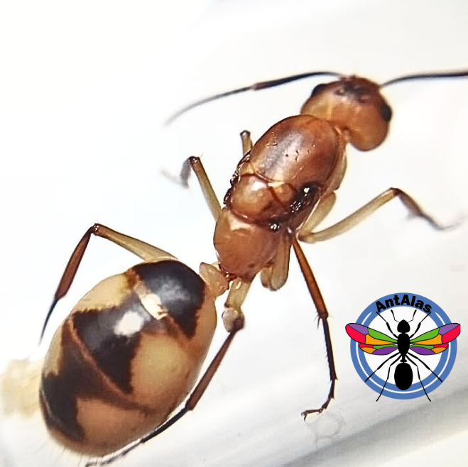 Hormiga Reina Camponotus Coloratus