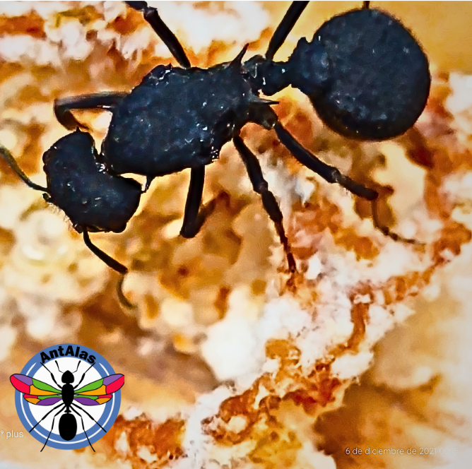 Hormiga Reina Acromyrmex Lundii