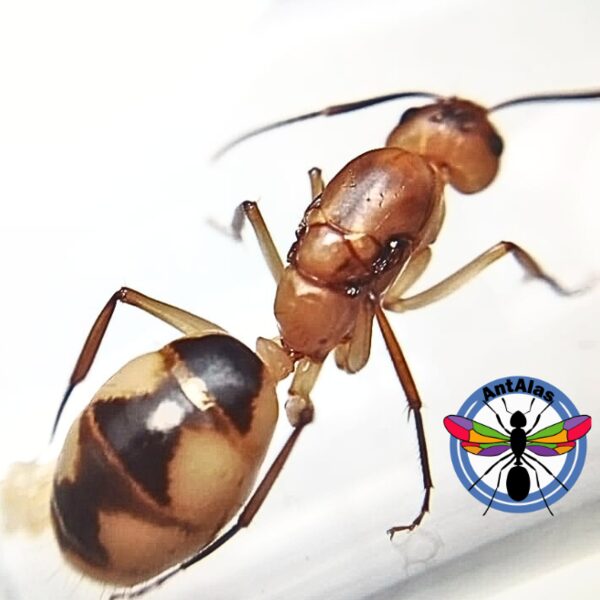 Hormiga Reina Camponotus CF Coloratus