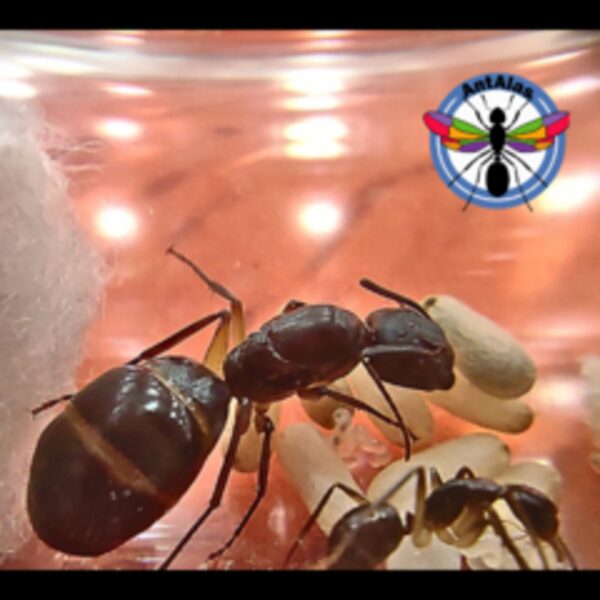 Hormiga Reina Camponotus Renggeri