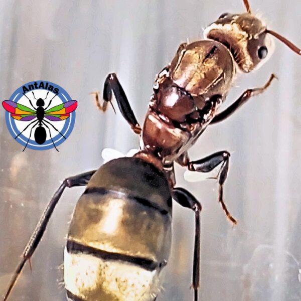 Hormiga Reina Camponotus Rosariensis