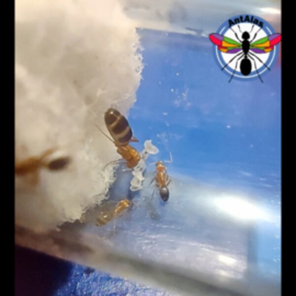 Hormiga Reina Dorimyrmex CF Bicolor