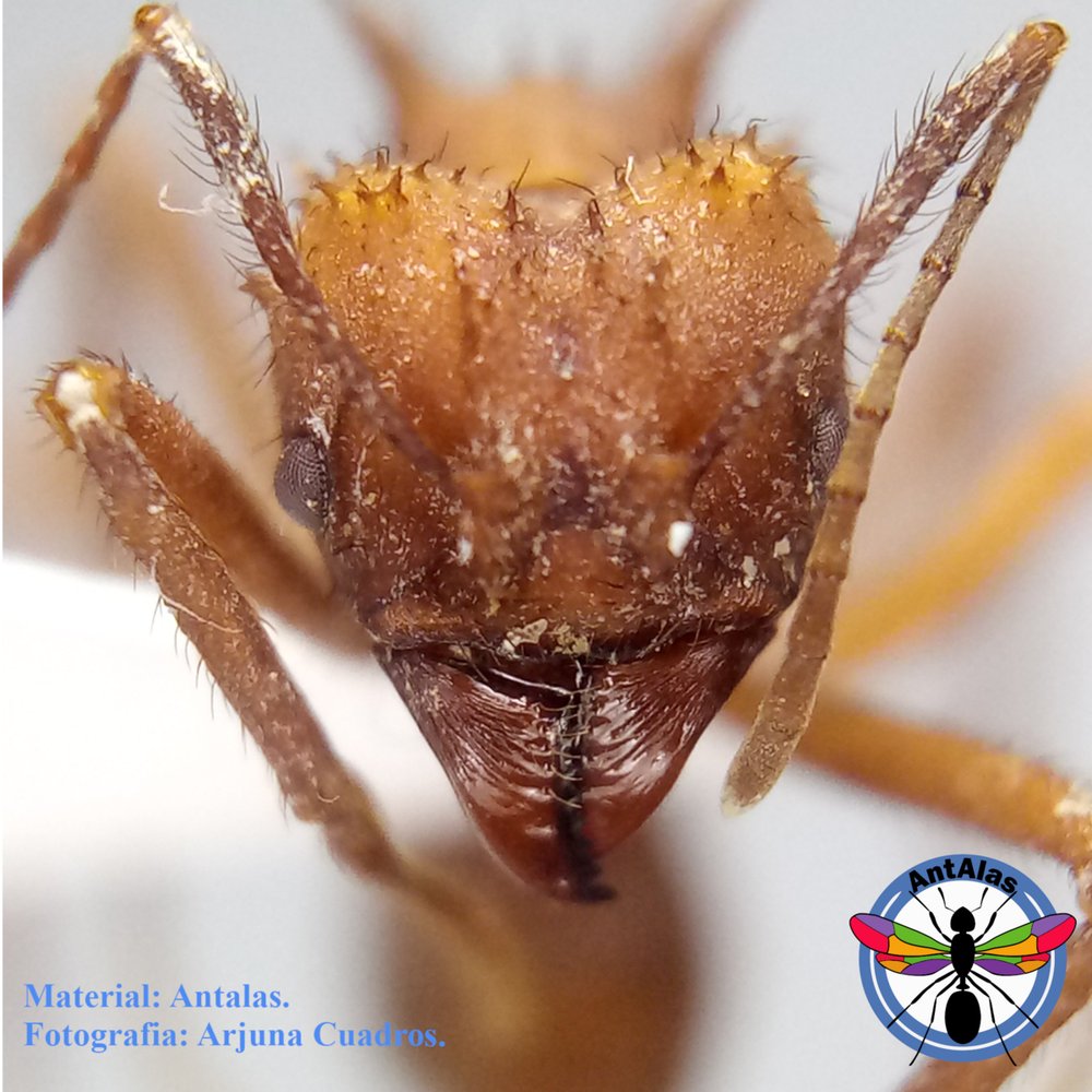 ACROMYRMEX