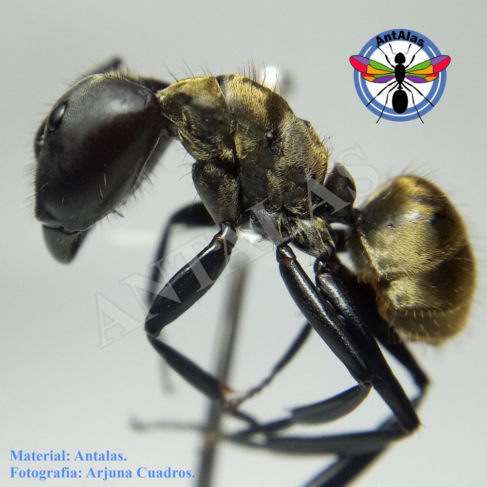 SERICEIVENTRIS