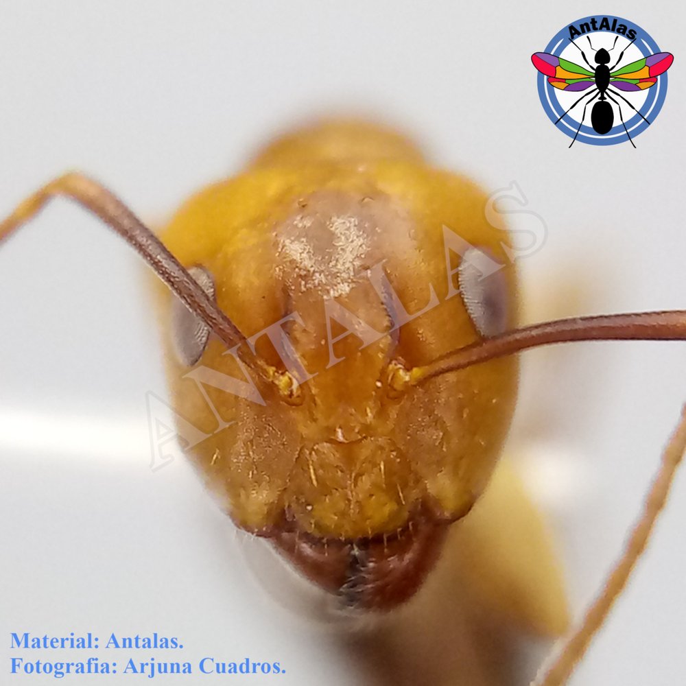 CAMPONOTUS SUSTITUTUS