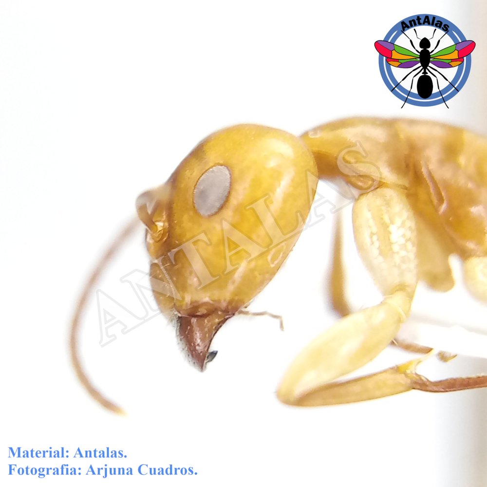 CAMPONOTUS SUSTITUTUS