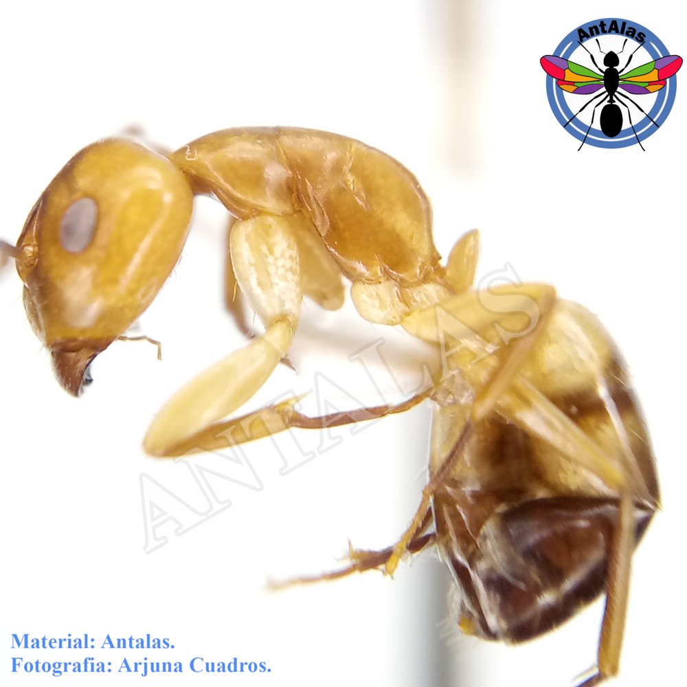 CAMPONOTUS SUSTITUTUS