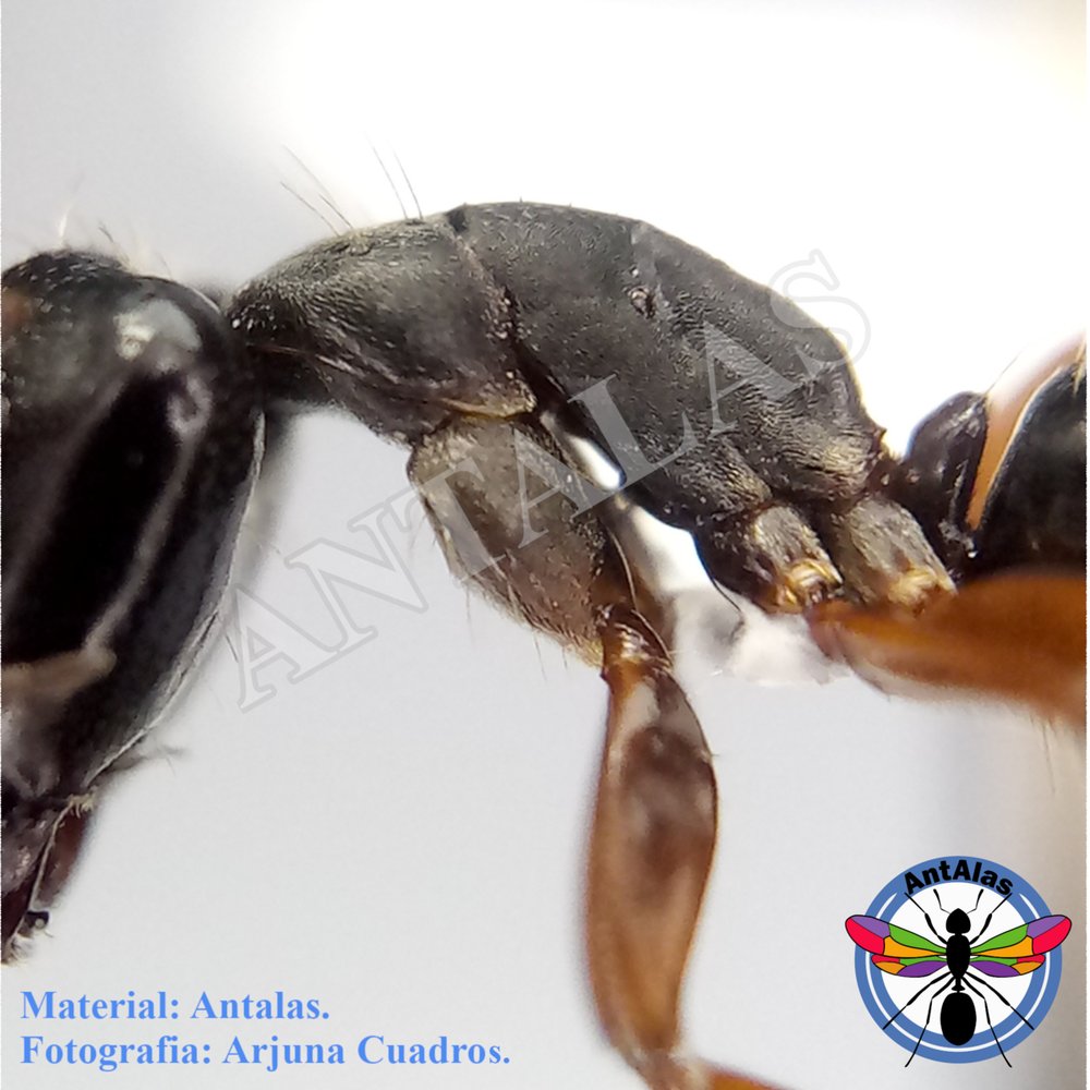 CAMPONOTUS CF RENGGERI