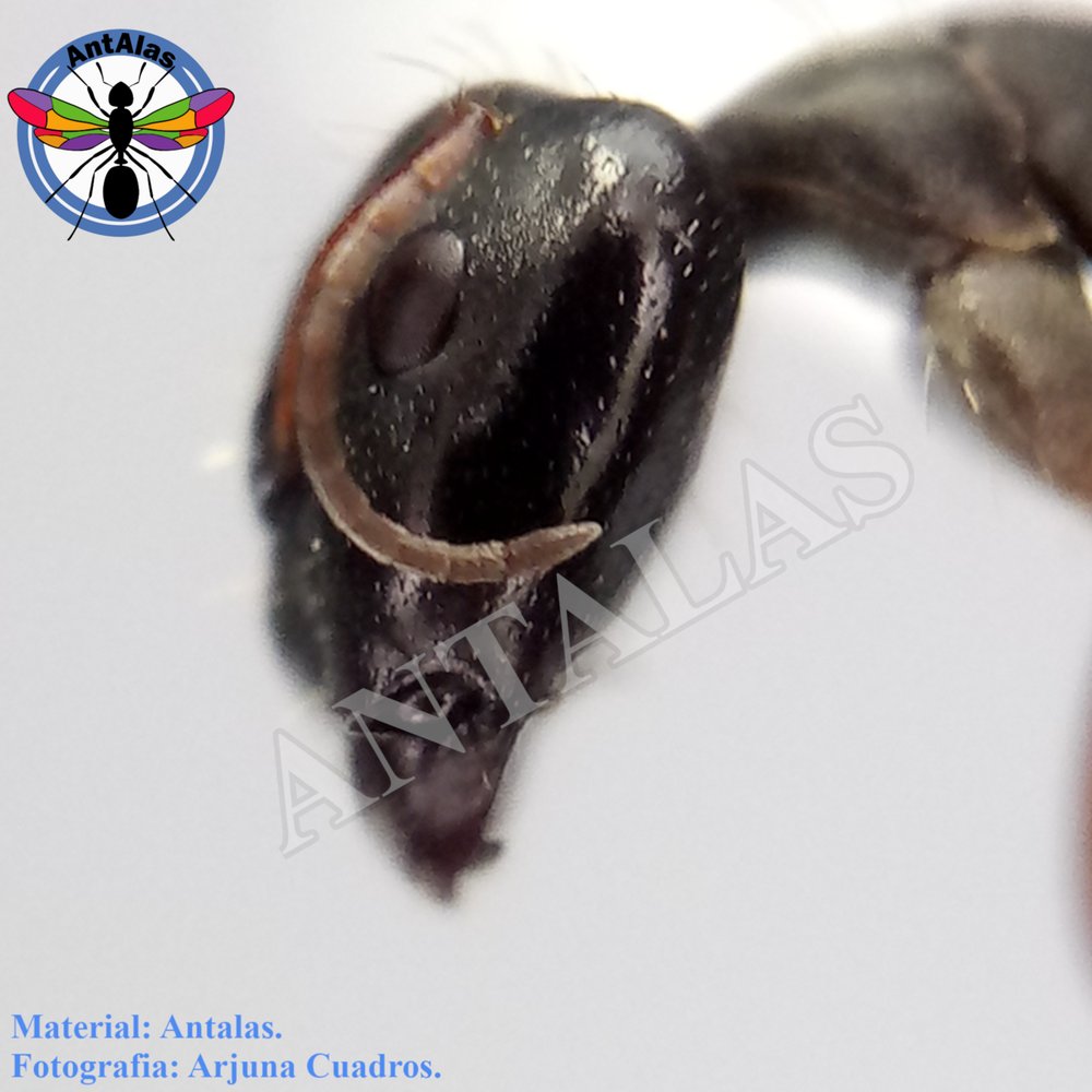 CAMPONOTUS CF RENGGERI