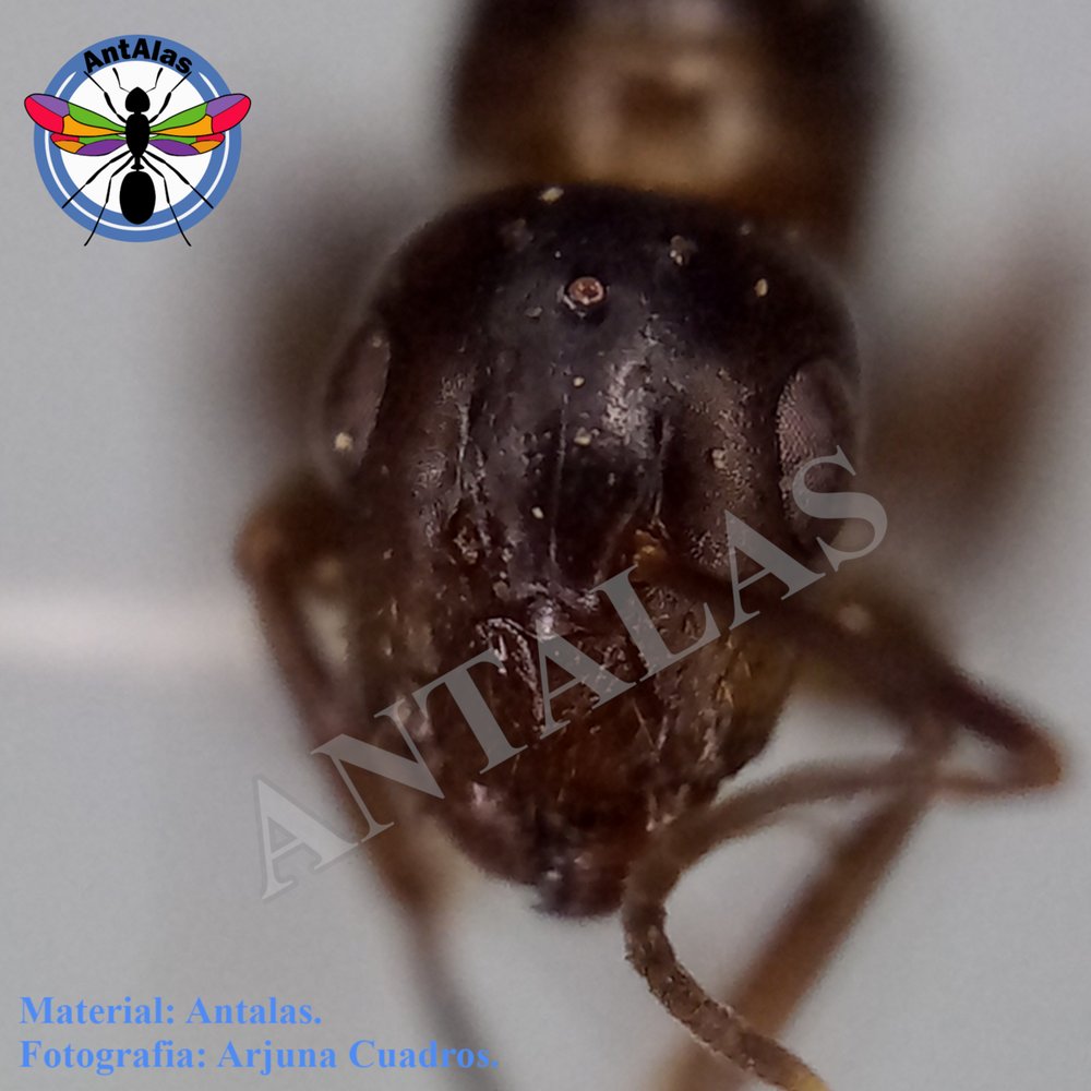 CAMPONOTUS BONARIENSIS