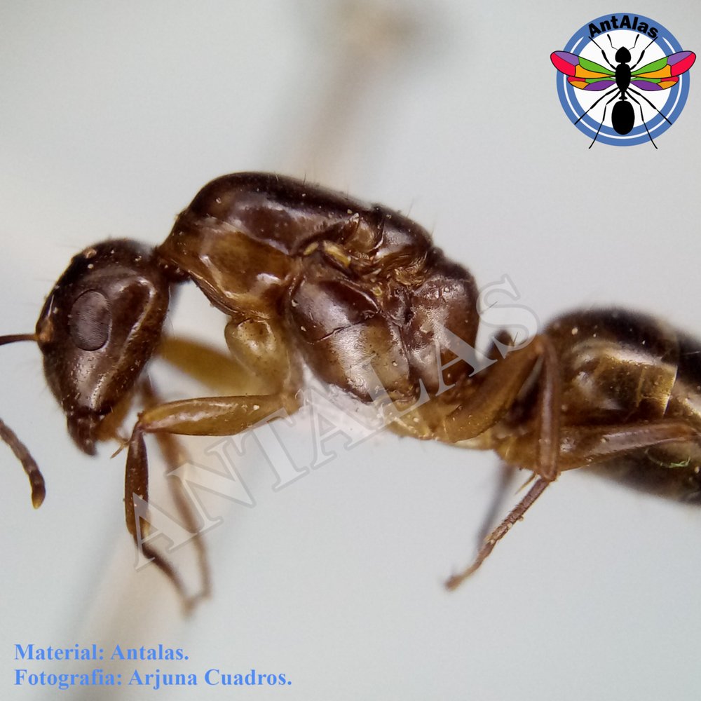 CAMPONOTUS ROSARENSIS