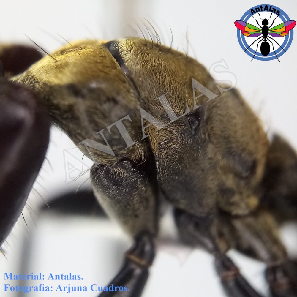SERICEIVENTRIS