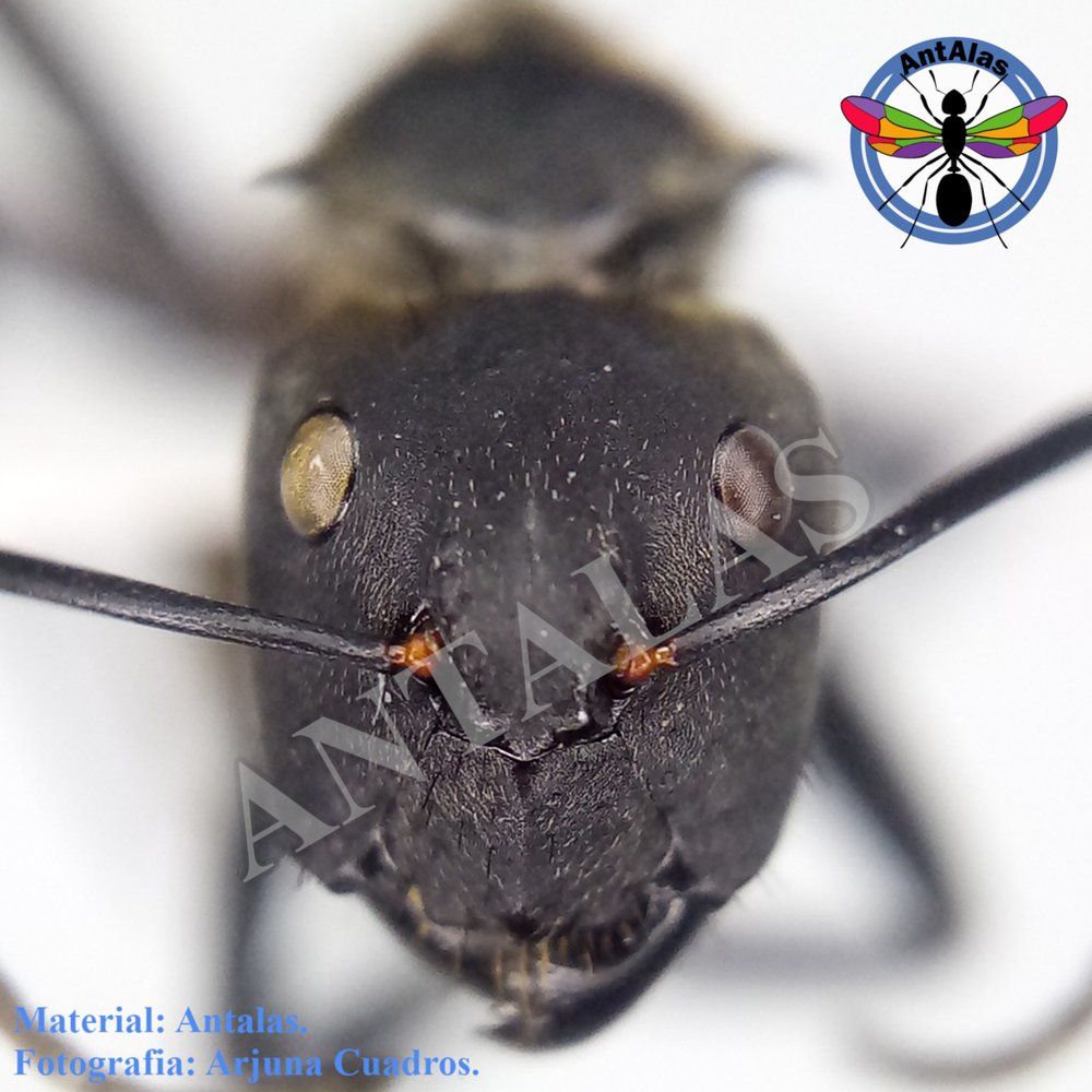 SERICEIVENTRIS