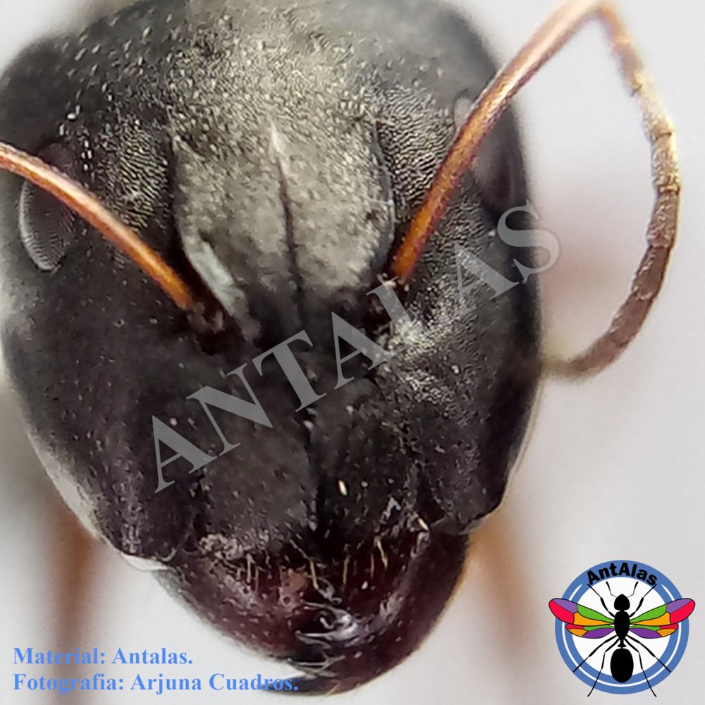 SERICEIVENTRIS