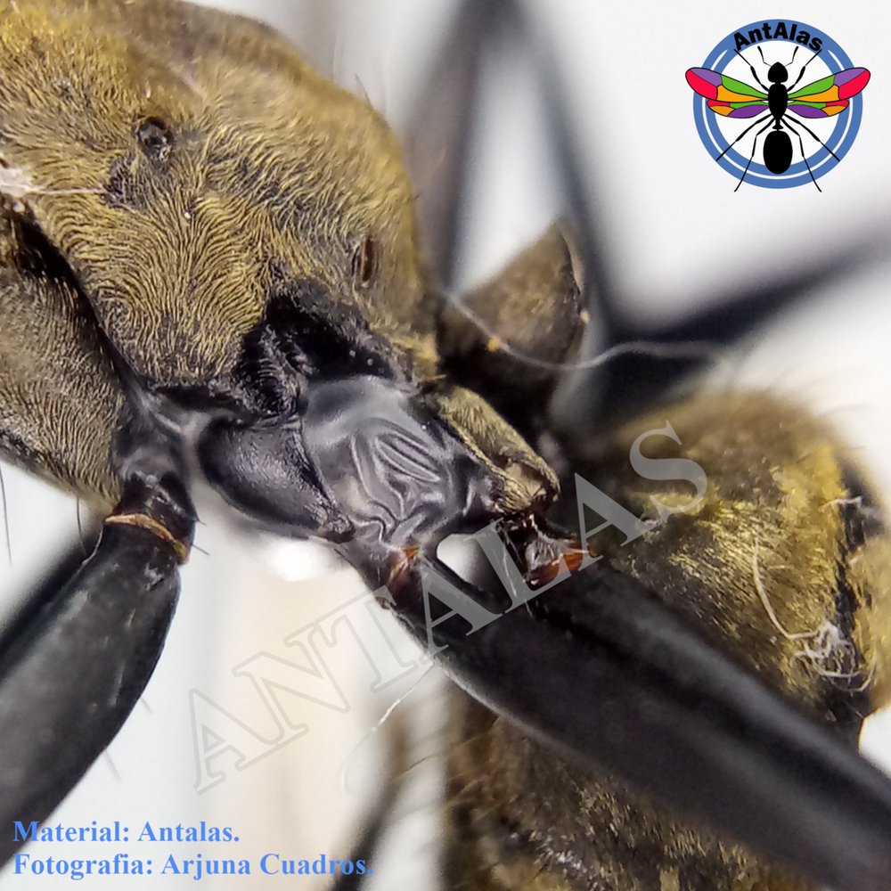 SERICEIVENTRIS