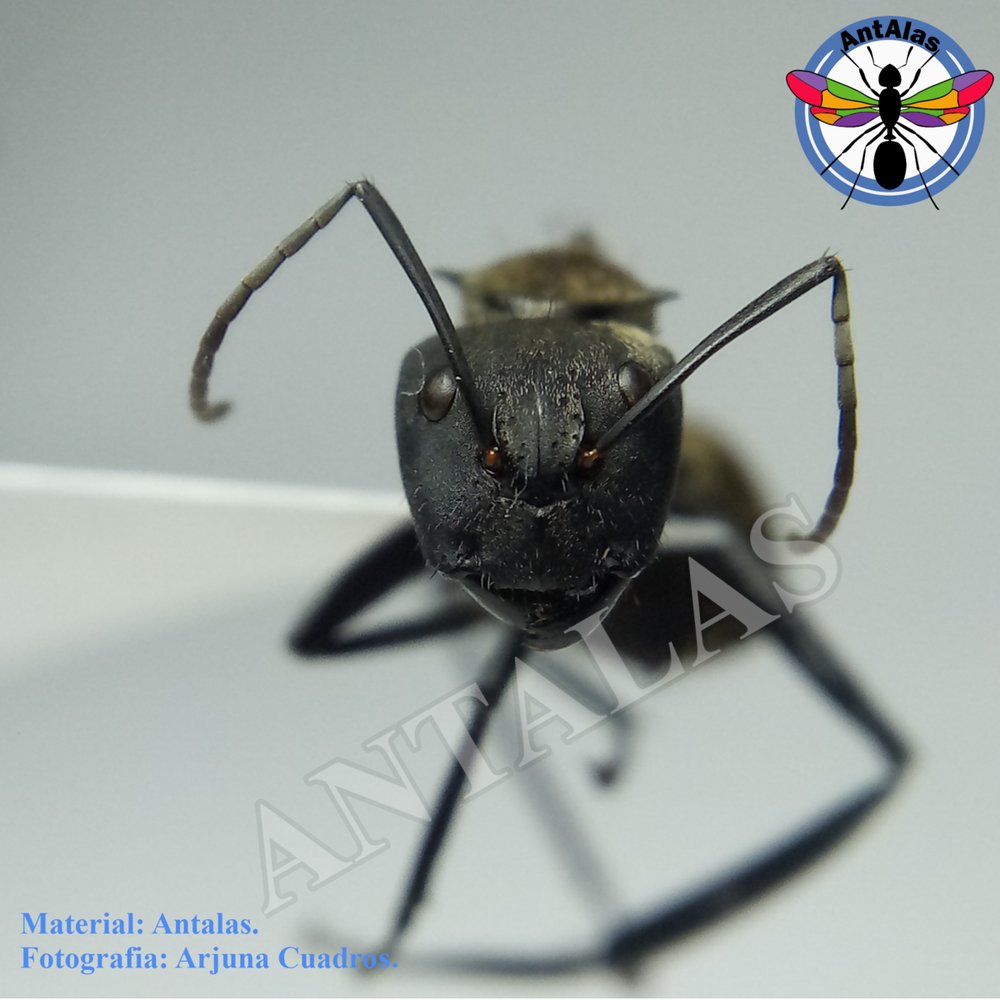SERICEIVENTRIS
