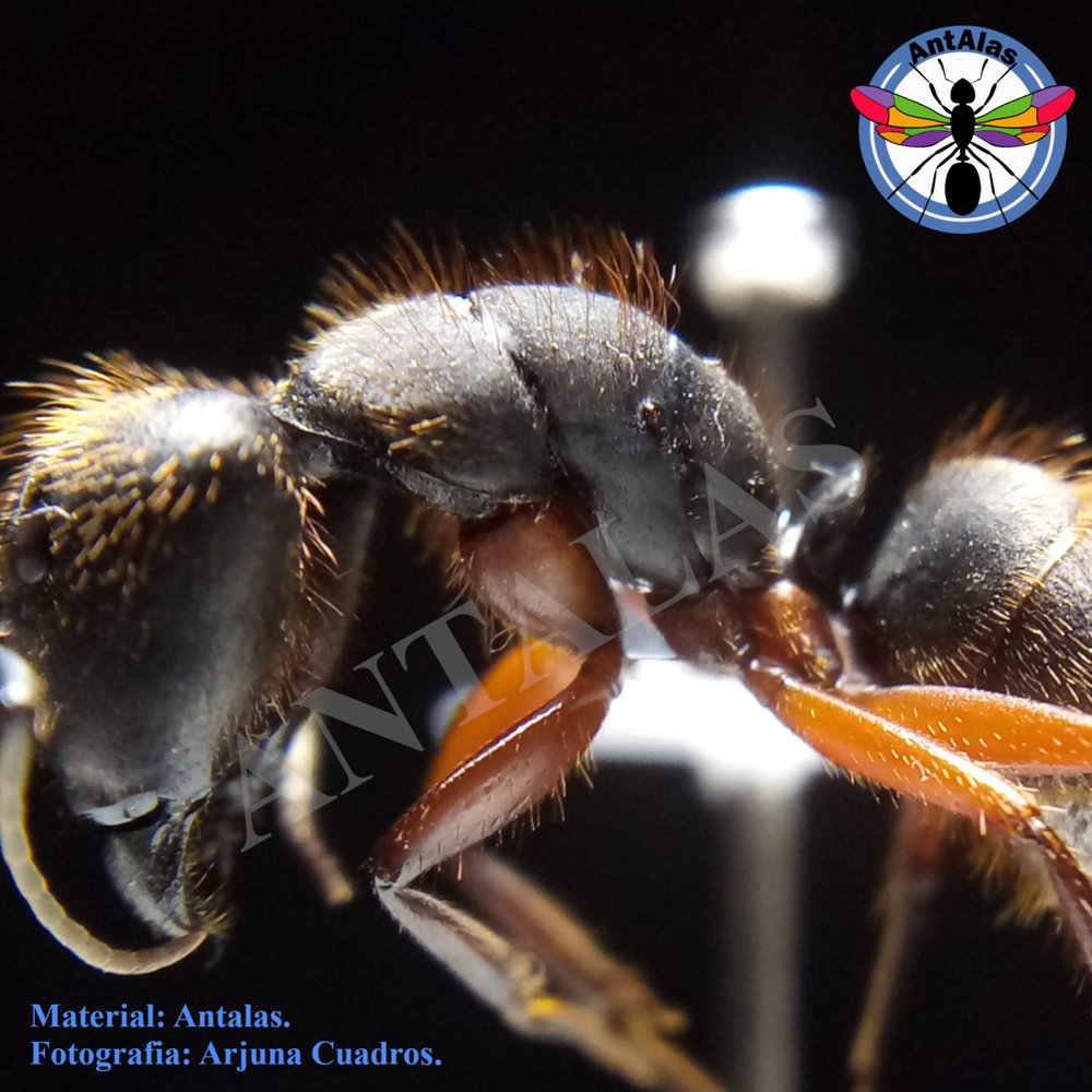 CAMPONOTUS RUFIPES