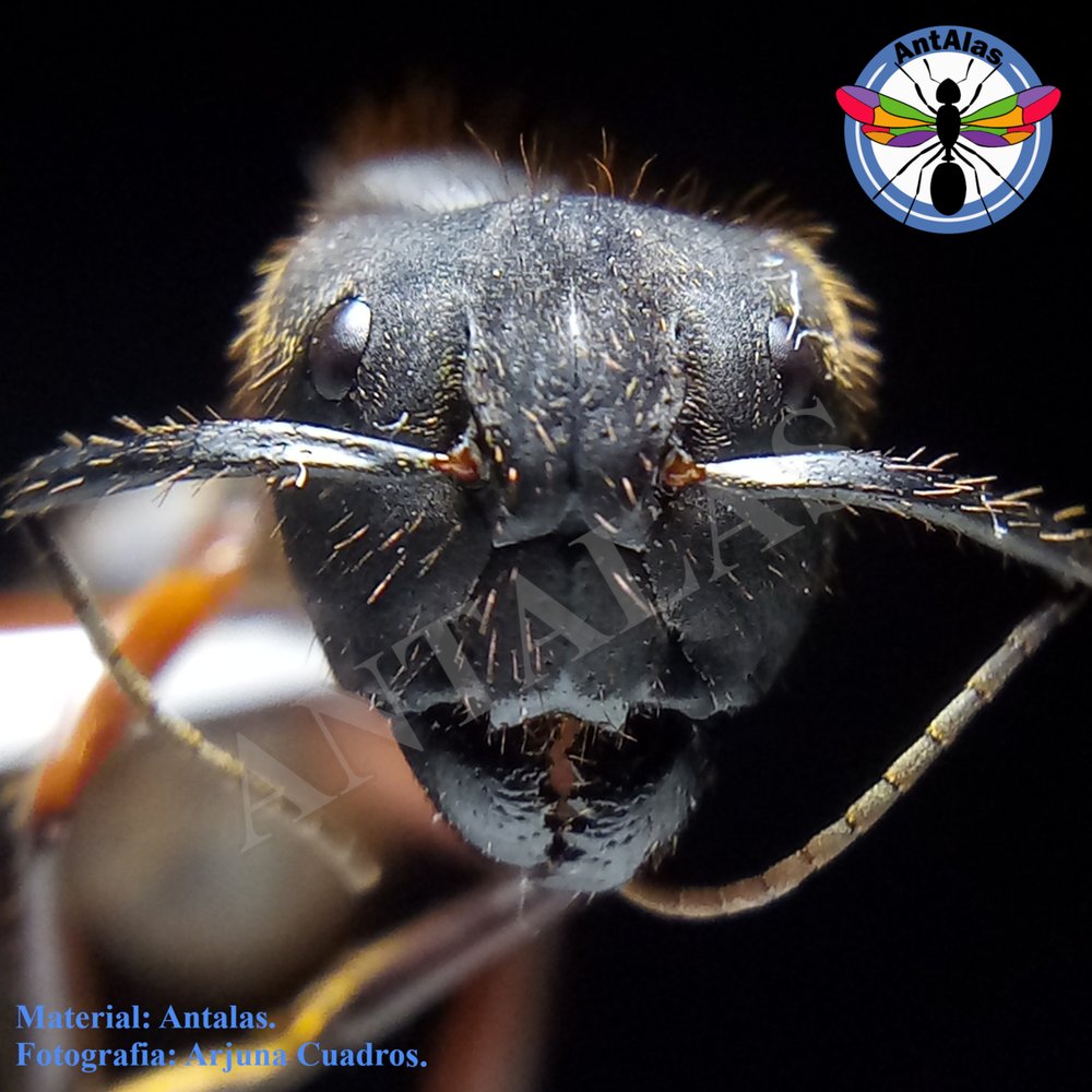 CAMPONOTUS RUFIPES