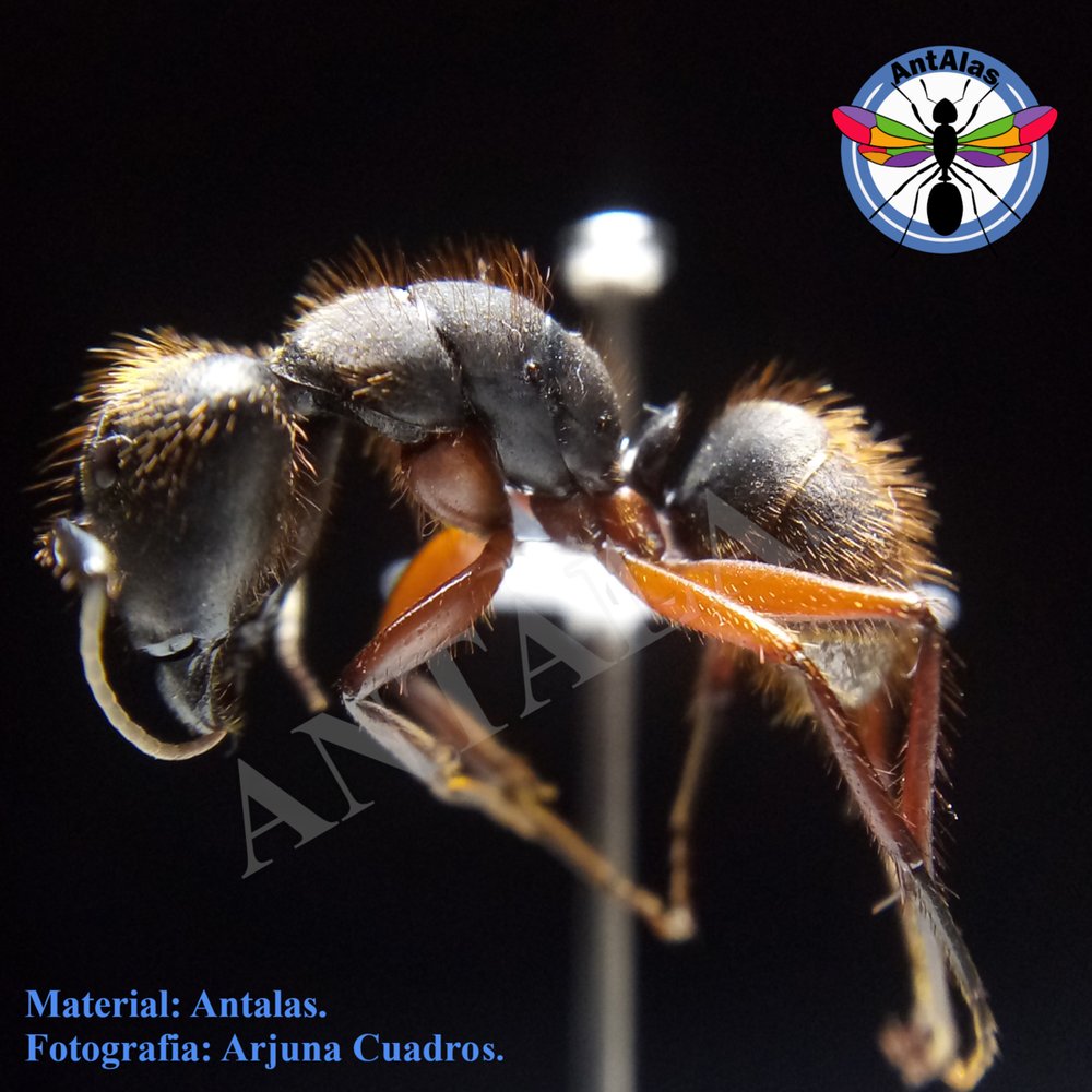 CAMPONOTUS RUFIPES