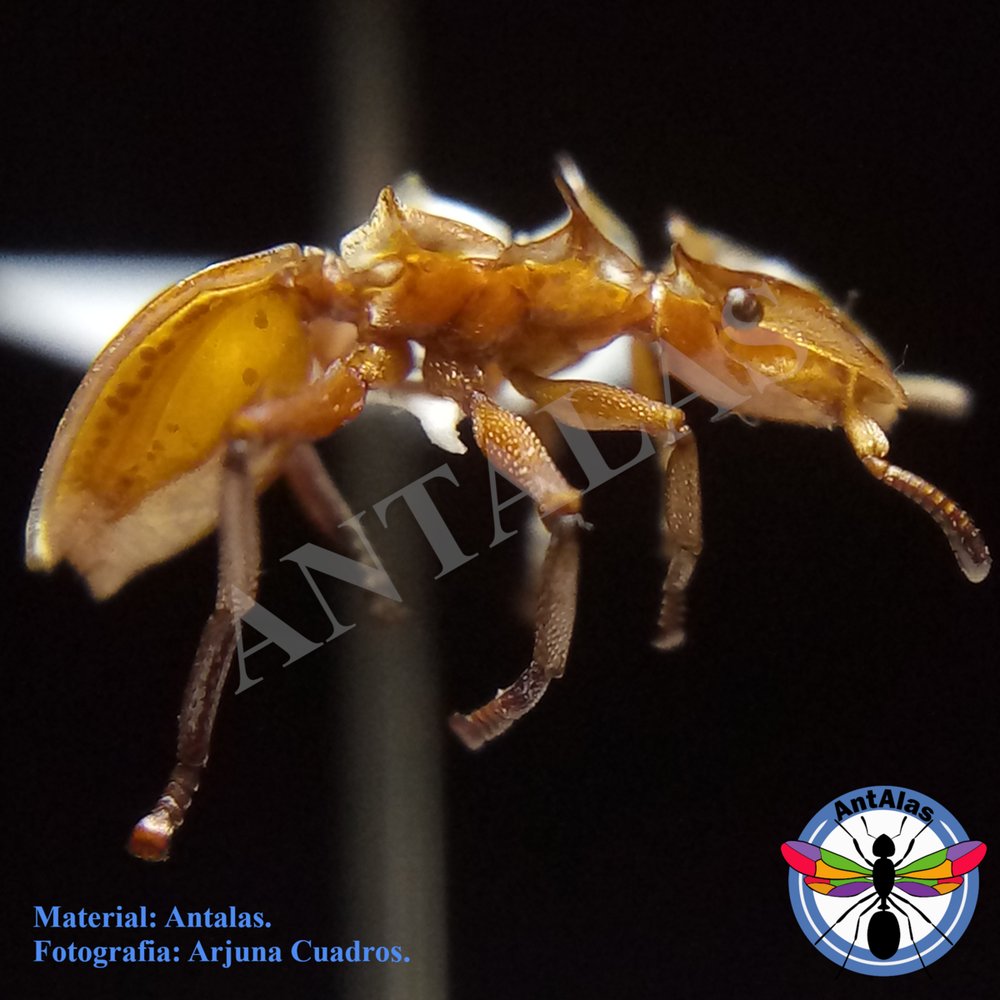 CEPHALOTES