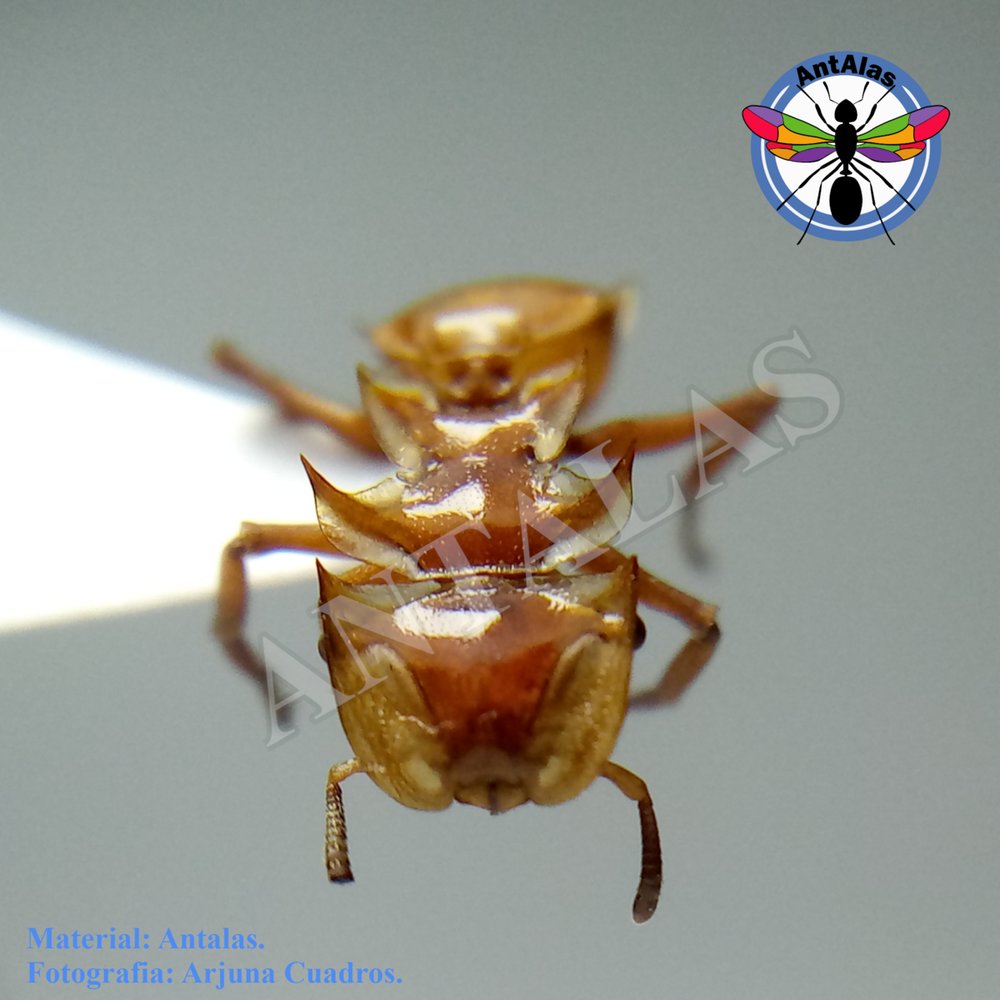 CEPHALOTES