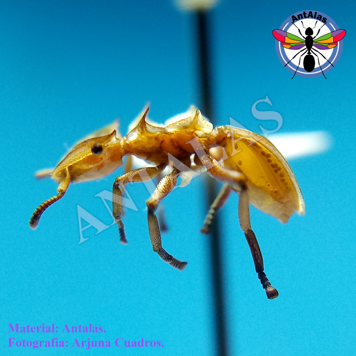Cephalotes