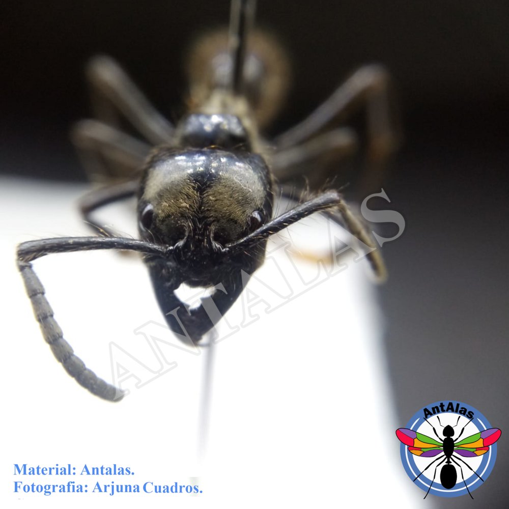 DINOPONERA AUSTRALIS