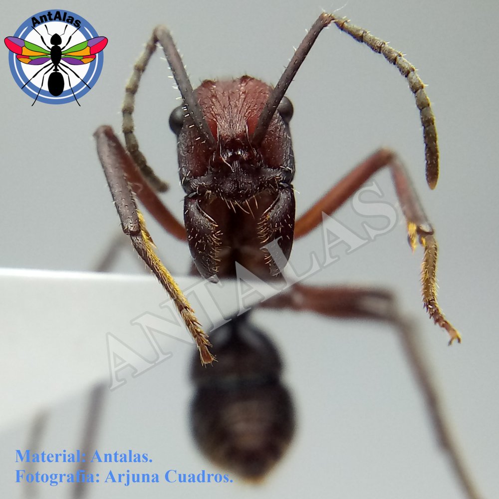 ECTATOMMA OPACIVENTRE