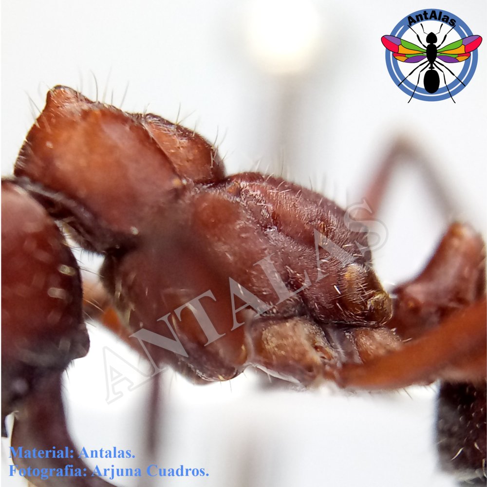 ECTATOMMA OPACIVENTRE