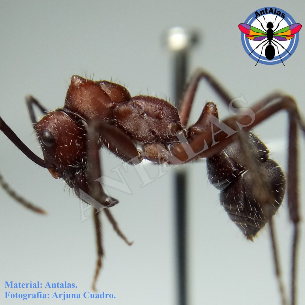 ECTATOMMA OPACIVENTRE