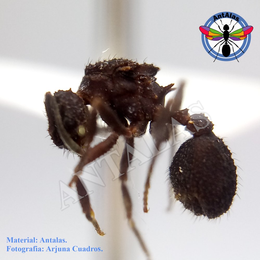 MYCETOMOELLERIUS