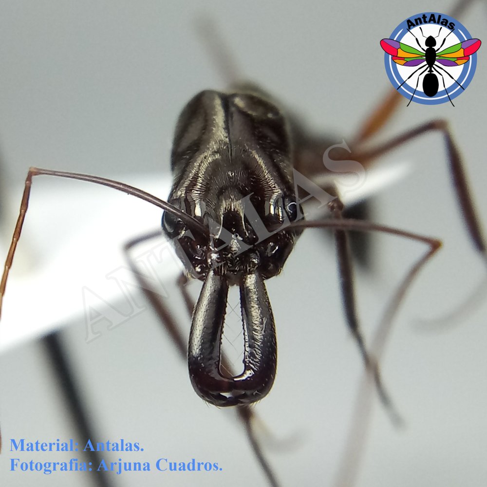 ODONTOMACHUS