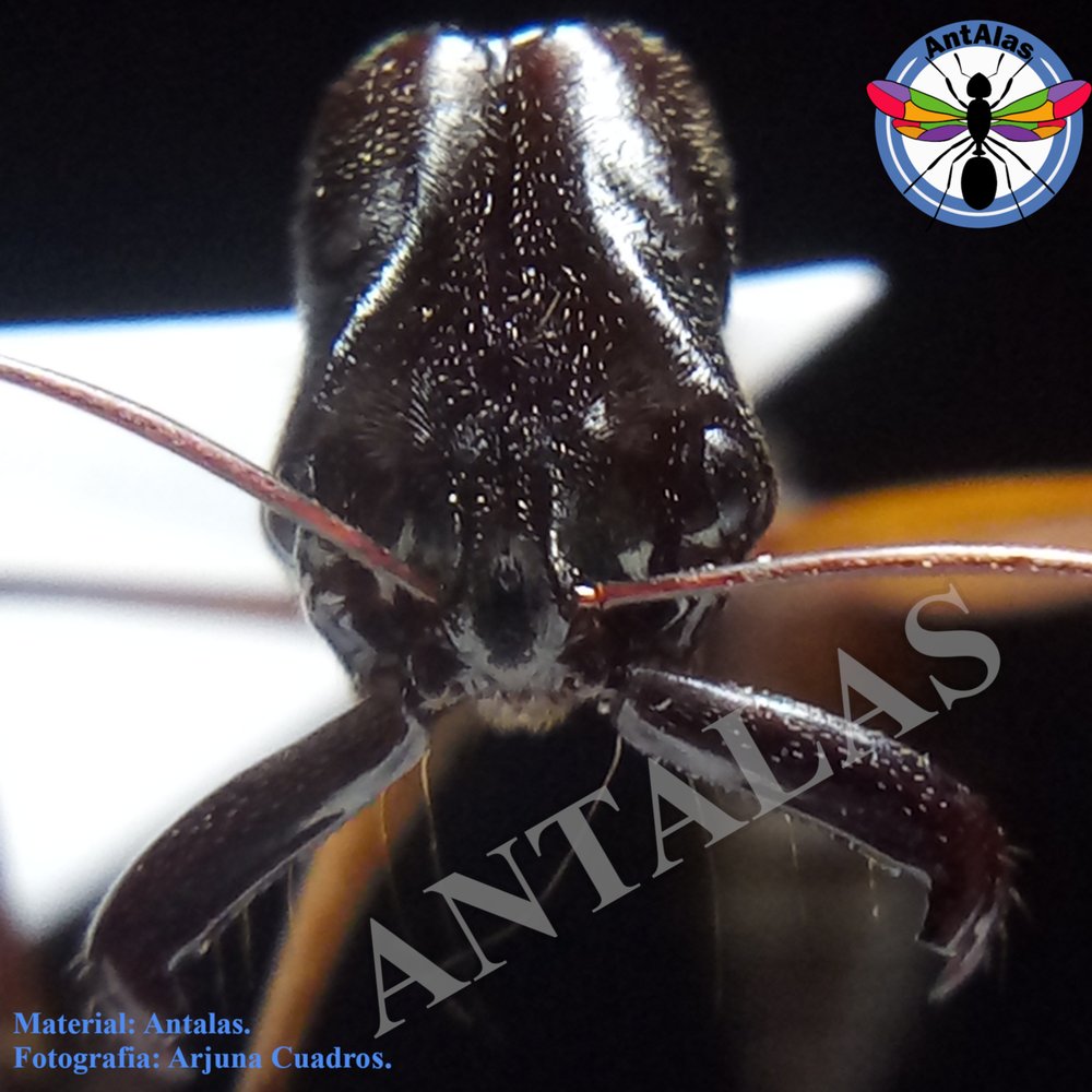 ODONTOMACHUS