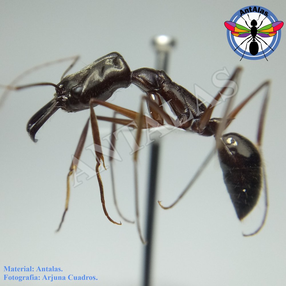 ODONTOMACHUS