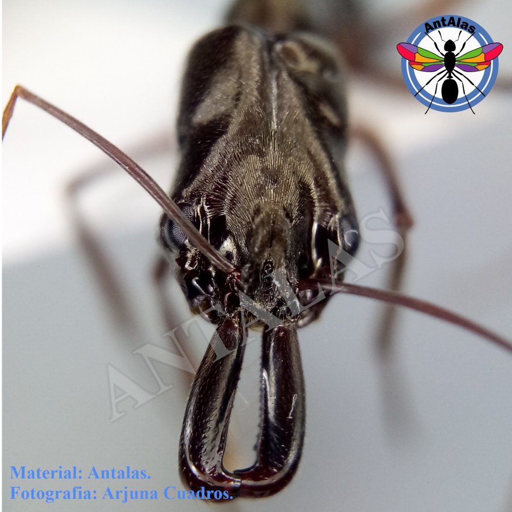 ODONTOMACHUS